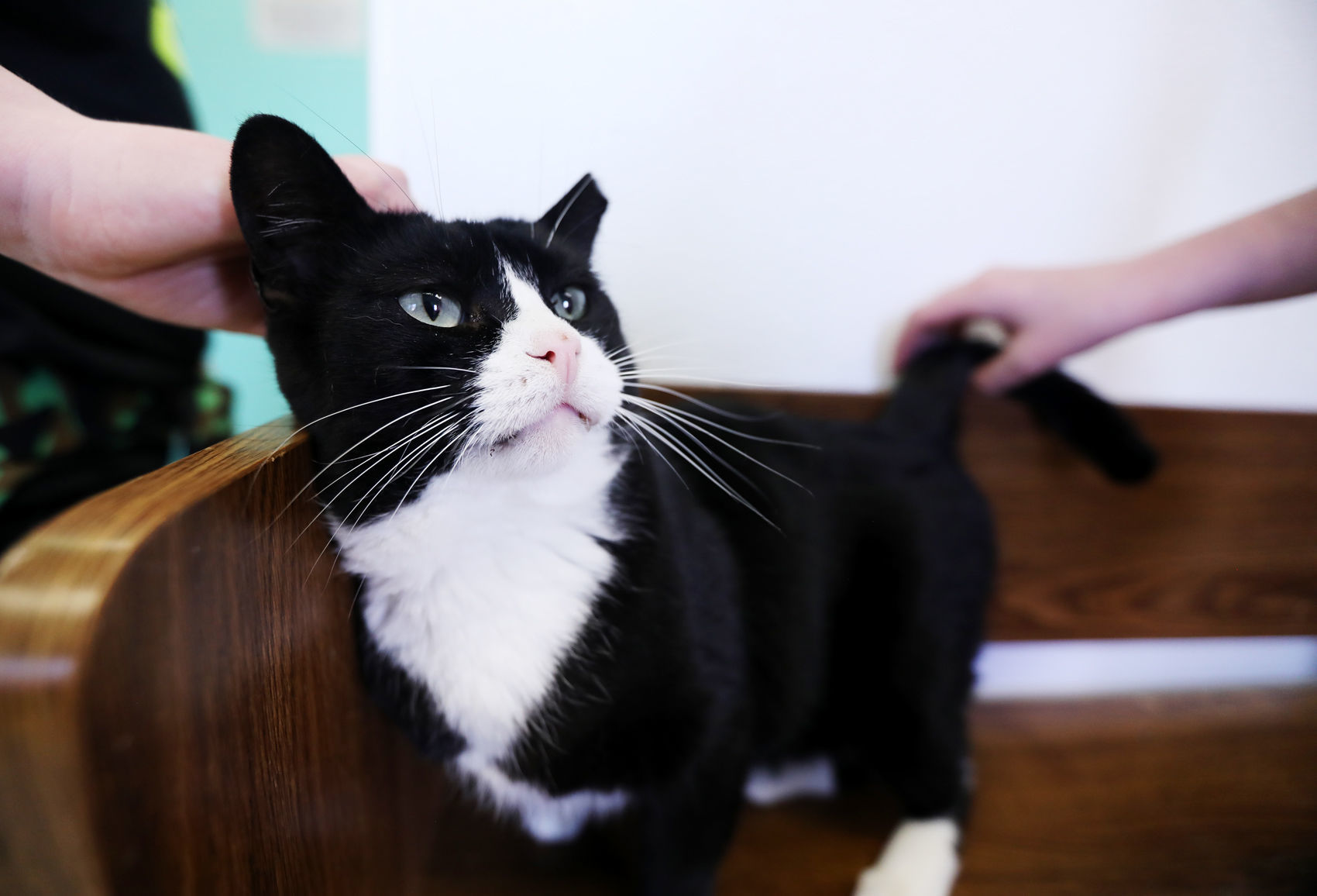 Pickles the cat at Pintler Pets in Anaconda
